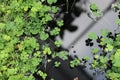 Small leaves of a young clover