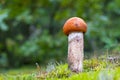 Small leccinum mushroom grow in moss Royalty Free Stock Photo