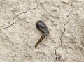 small leech crawls over bare soil in search of moisture. Royalty Free Stock Photo
