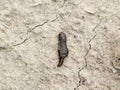 small leech crawls over bare soil in search of moisture. Royalty Free Stock Photo