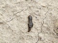 small leech crawls over bare soil in search of moisture.