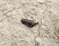 small leech crawls over bare soil in search of moisture.