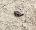 small leech crawls over bare soil in search of moisture. Royalty Free Stock Photo