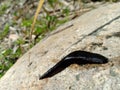 Small leech crawls over bare soil in search of moisture Royalty Free Stock Photo