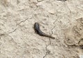 small leech crawls over bare soil in search of moisture. Royalty Free Stock Photo