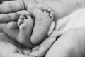 small legs of a newborn baby in the hands of parents. Royalty Free Stock Photo