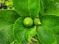 Small lemon or lime cresting with leaf in a garden Royalty Free Stock Photo