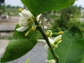 Small lemon or lime cresting with leaf in a garden Royalty Free Stock Photo