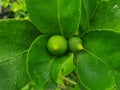 Small lemon or lime cresting with leaf in a garden Royalty Free Stock Photo