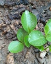 Small lemon plants grown from seeds Royalty Free Stock Photo