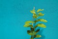 Small lemon tree growing in pot Royalty Free Stock Photo