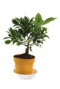 Small lemon tree