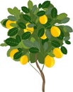 Small lemon tree