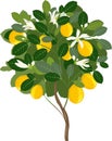 Small lemon tree