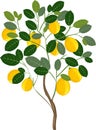 Small lemon tree Royalty Free Stock Photo