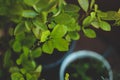 Small lemon tree in your balcony. Natural background Royalty Free Stock Photo