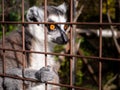 the small lemur is standing in a cage looking towards the camera Royalty Free Stock Photo