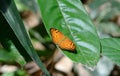 Small Leopard butterfly (Phalanta alcippe) Royalty Free Stock Photo