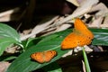 Small Leopard butterfly (Phalanta alcippe) and Common Yeoman but Royalty Free Stock Photo