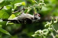 Small Lesser spotted woodpecker, Dryobates minor searching for some greenflies in the garden in Estonian countryside. Royalty Free Stock Photo