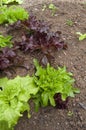 Small Lettuce Garden