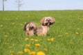 A small lhasa apso portrait in a field with dandelions