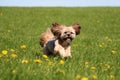 Lhasa apso is running in the garden