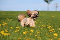 Lhasa apso is running in the garden