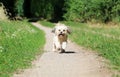 A small lhasa apso is running in the park on a sandy track Royalty Free Stock Photo