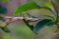 Small lianas entwined in spirals in a forest