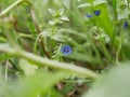 A small light blue anagalis flower on a sunny summer day. Beautiful fragrant wildflower in the meadow.