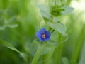 A small light blue anagalis flower on a sunny summer day. Beautiful fragrant wildflower in the meadow