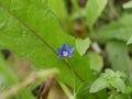 A small light blue anagalis flower on a sunny summer day. Beautiful fragrant wildflower in the meadow