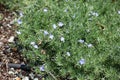 Small light blue flowers of Veronica armena in June Royalty Free Stock Photo