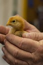 A small light brown baby chick being held by loving hands Royalty Free Stock Photo