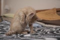 Small light brown baby kitten cleaning her abdomen with her tongue on the bed