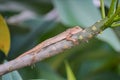 A small, light brown lizard, likely an Oriental Garden Lizard (Calotes versicolor), resting on a smooth. Royalty Free Stock Photo