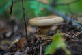 Small light brown mushroom growing in the forest Royalty Free Stock Photo