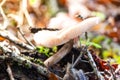 Small Light Brown Mushrooms Growing on a Tree Bark in Forest at Fall Royalty Free Stock Photo