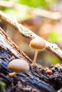 Small Light Brown Mushrooms Growing on a Tree Bark in Forest at Fall Royalty Free Stock Photo