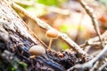 Small Light Brown Mushrooms Growing on a Tree Bark in Forest at Fall Royalty Free Stock Photo