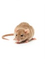 A small, light brown rat with a smooth coat is positioned against a white background. Royalty Free Stock Photo
