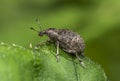 A small light brown weevil beetle crawls up the edge of a green leaf in a forest clearing on a cloudy summer day Royalty Free Stock Photo