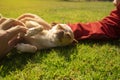 Small light brown and white Pinscher puppy being caressed by the hands of a child while lying calmly on the grass of the home Royalty Free Stock Photo