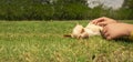 Small light brown and white Pinscher puppy being caressed by the hands of a child while lying calmly on the grass of the home Royalty Free Stock Photo