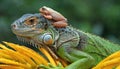 Tiny Frog Rides on the Back of a Green Iguana Perched on a Yellow Flower Royalty Free Stock Photo