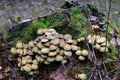 Small light-colored mushrooms grow on a tree stump covered with green moss Royalty Free Stock Photo