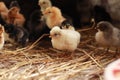 A small light-coloured chick, among others from a brood Royalty Free Stock Photo