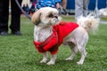 Small light dog breed Shih Tzu stands among human feet on an artificial football field in a knitted red Royalty Free Stock Photo