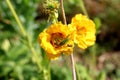 Small light green grasshopper on top of fully open garden flower with bright yellow petals surrounded with other flowers and Royalty Free Stock Photo